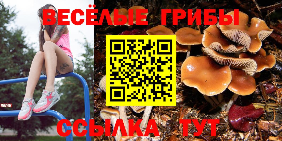 Псилоцибиновые грибы Psilocybe  Галлюциногенные грибы прущие грибы  Вход с VPN  Ливны 